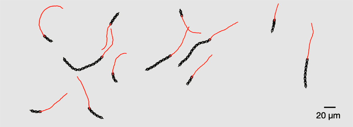 Leiden’s Sensor-Free Microrobots Move Like Living Organisms