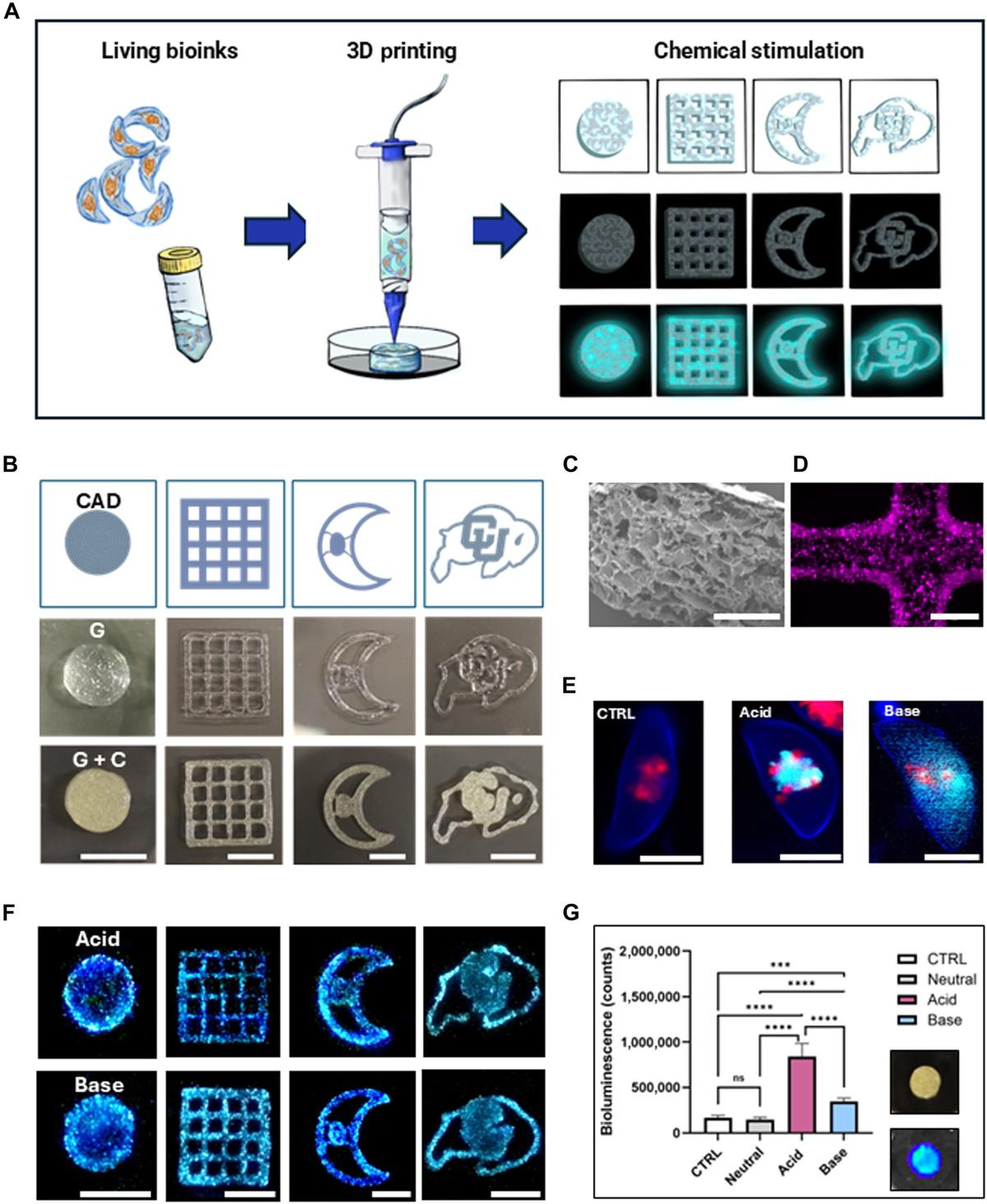 New Bioluminescent Materials Sustain Light Across 4 Weekly Cycles