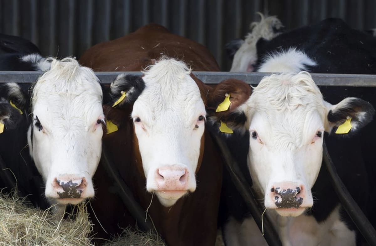 What Makes a Winning Bet in Agtech? PitchBook Crunches the Numbers