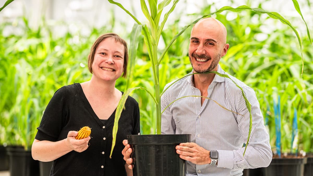 Rainbow Crops Raises $11.25m to Scale AI-Guided Multiplex Gene Editing