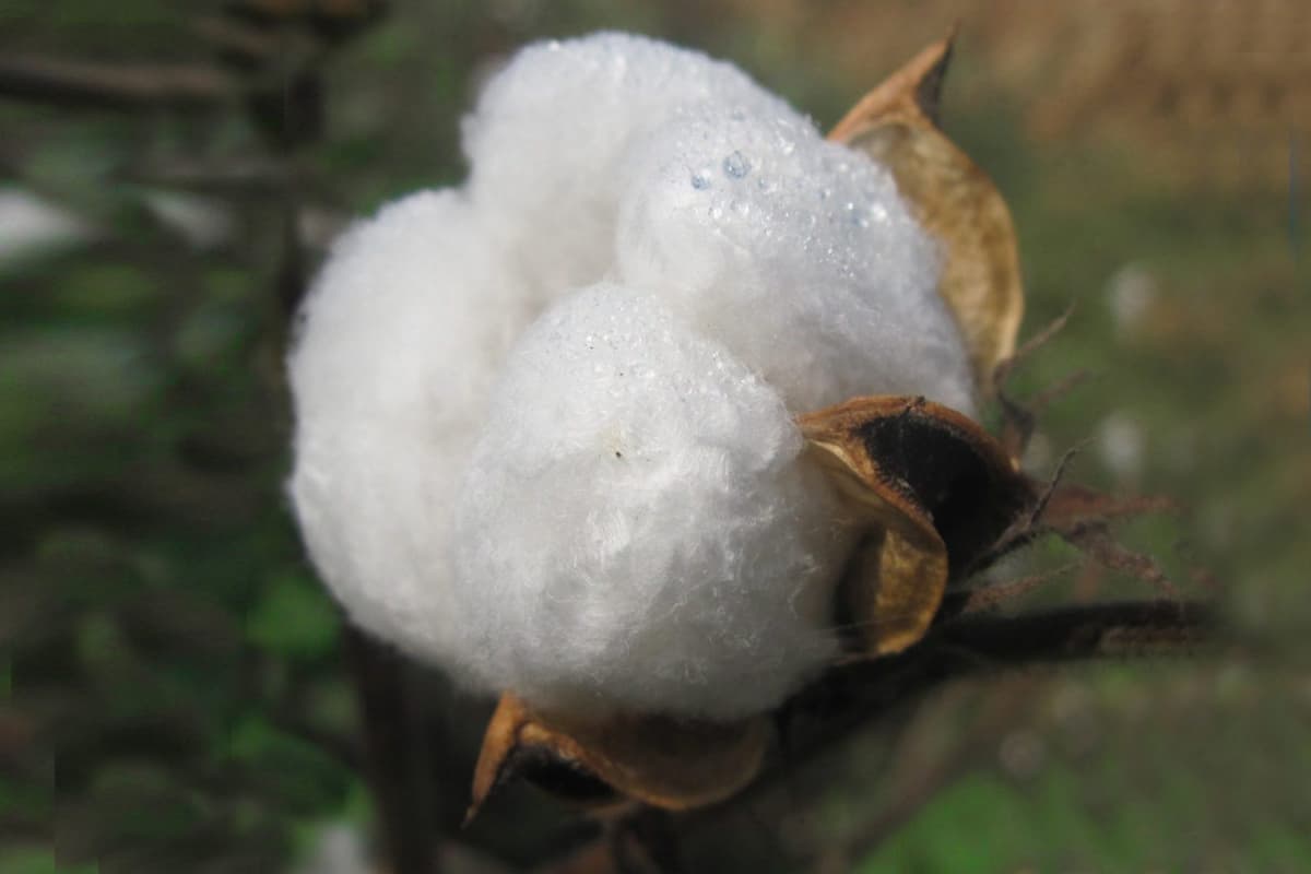 Shahi Exports to Scale Cotton Pre-Treatment Technology