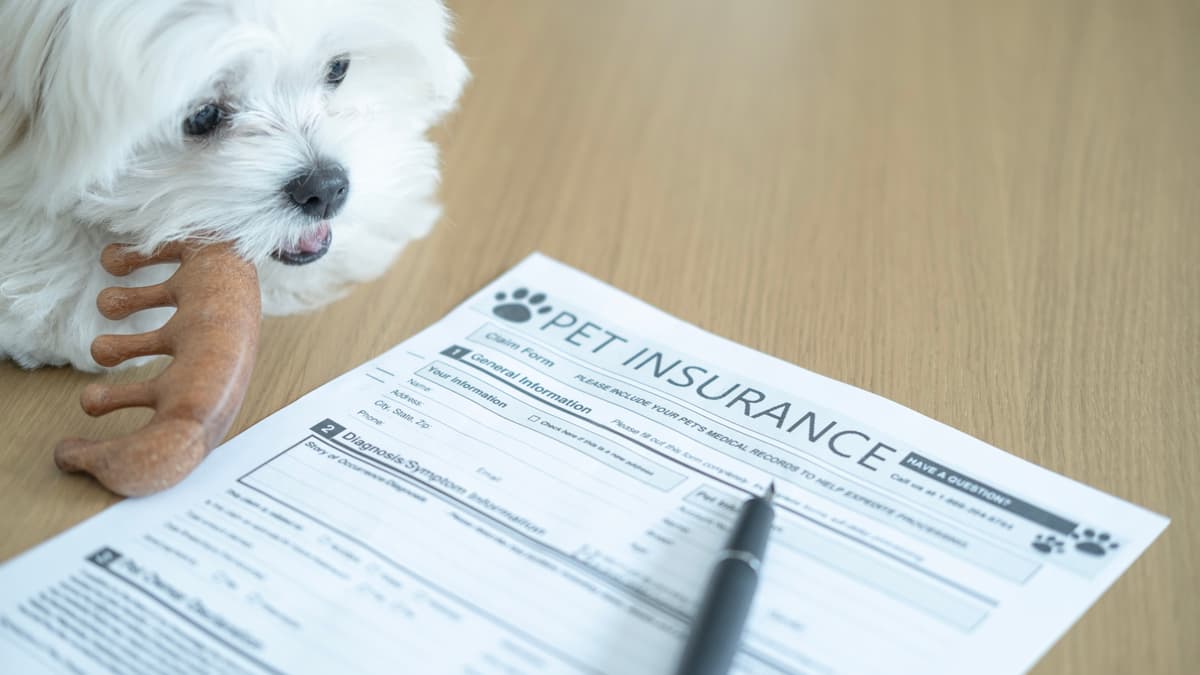Why Pet Insurance Is Becoming an Expected Benefit