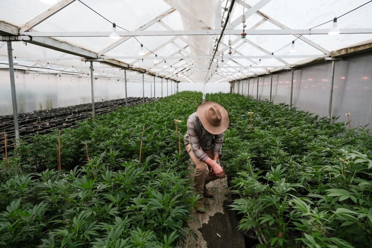DOJ Rescheduling Medical Cannabis May Reignite Bank Interest