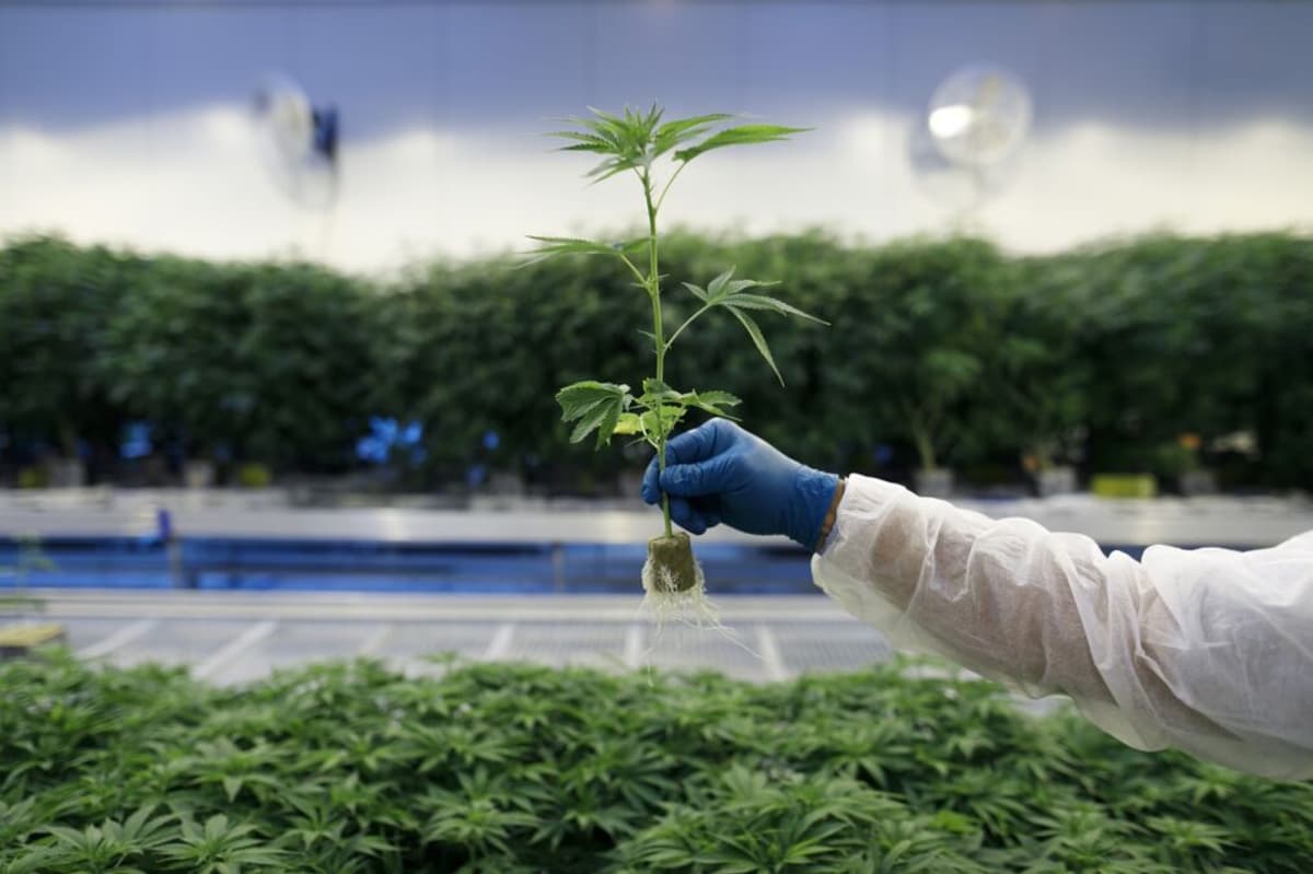 Cannabis Tax Relief Is Here, for Some