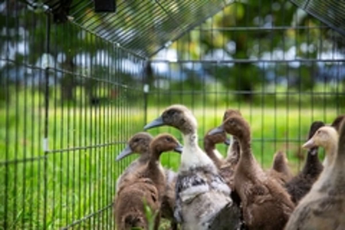 Why China’s Poultry Sector Is Turning to Cage-Free Duck Farming
