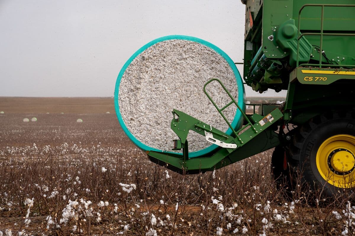 Hedge Funds Turn Bullish on Cotton for First Time in Two Years