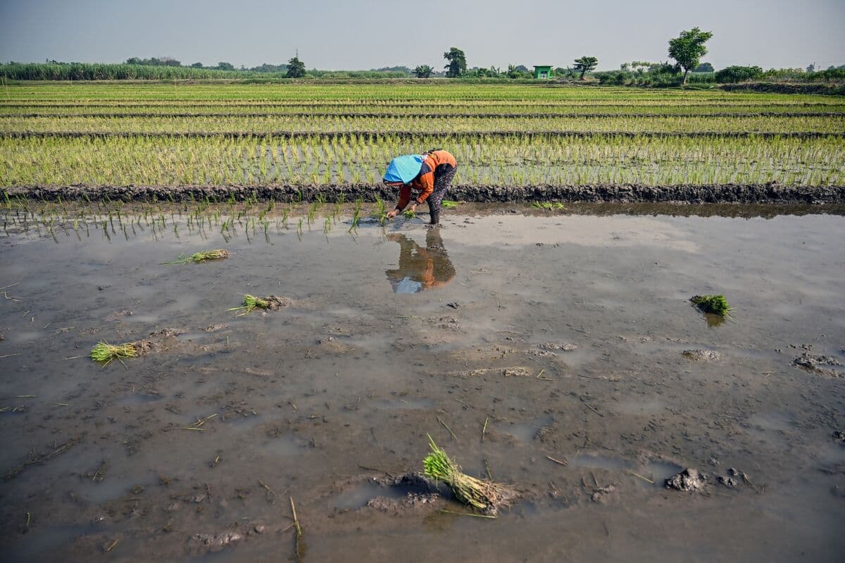 El Niño Emerges in Pacific, Raising Heat Risks and Crop Threats