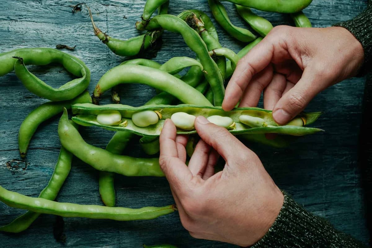 Phytokana Locks In $450M in Customer Contracts Ahead of Faba Protein Facility Launch