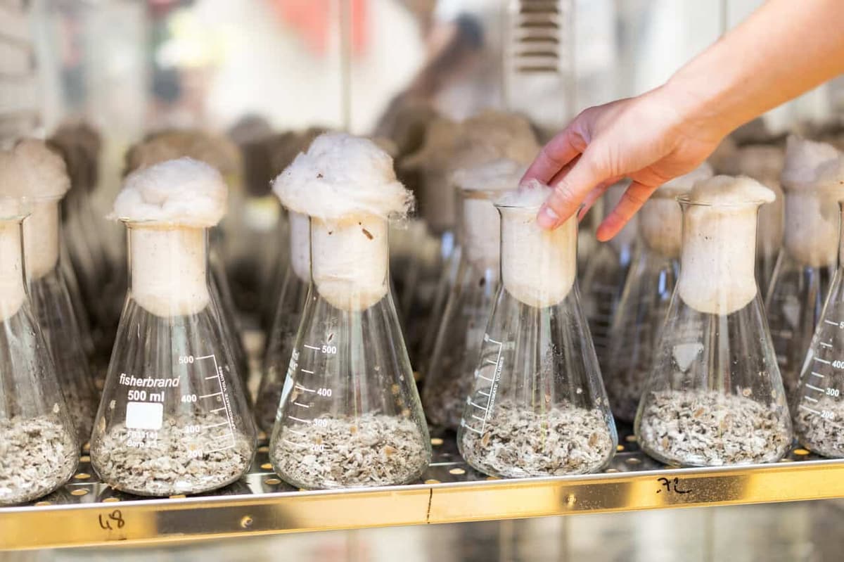 Lallemand Group to Present Yeast and Enzyme Solutions for Plant-Based Foods at Copenhagen Summit