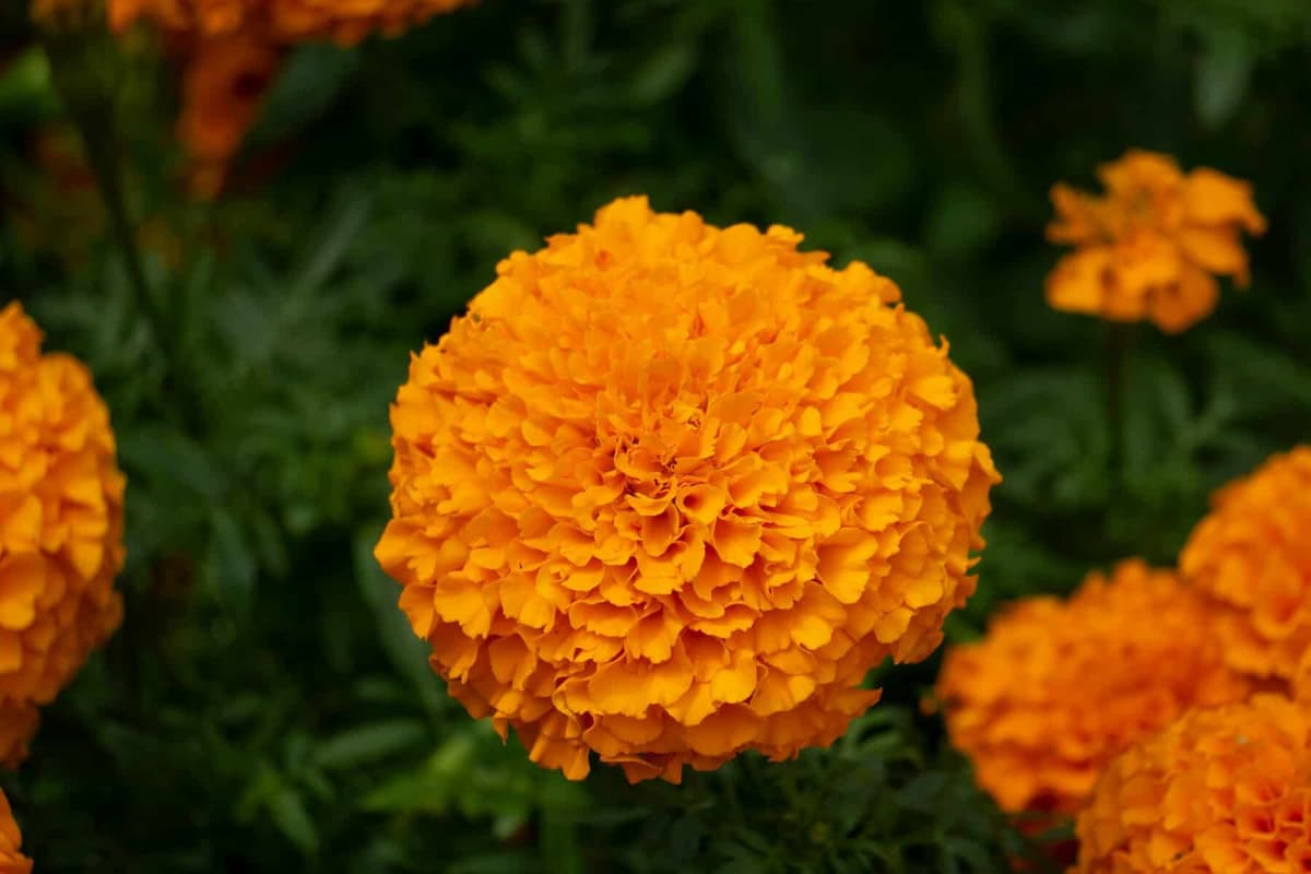 Marigold Flowers Could Become a Viable Protein Ingredient, New Study Finds