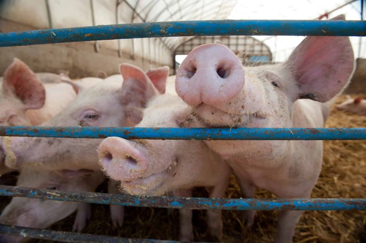 US House Passes Farm Bill With Provisions That Would Override State Animal Welfare Laws
