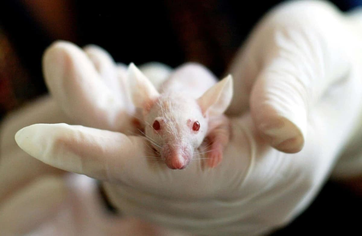 Generative AI System Could Cut Animal Testing by Up to 50% in Preclinical Research