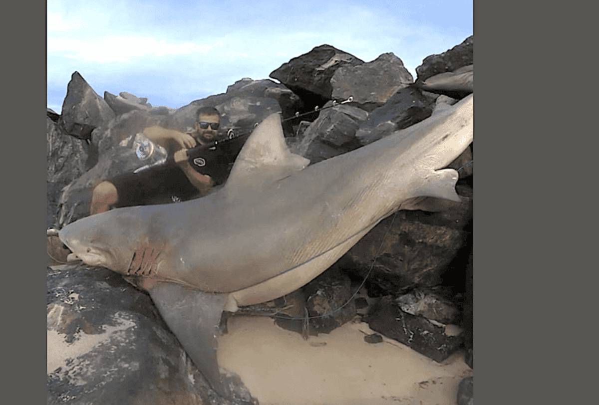 Australia’s Premier Shark Hunter to Test Efficacy of Sharkbanz Bracelets Off Tweed Heads and Yamba Beaches