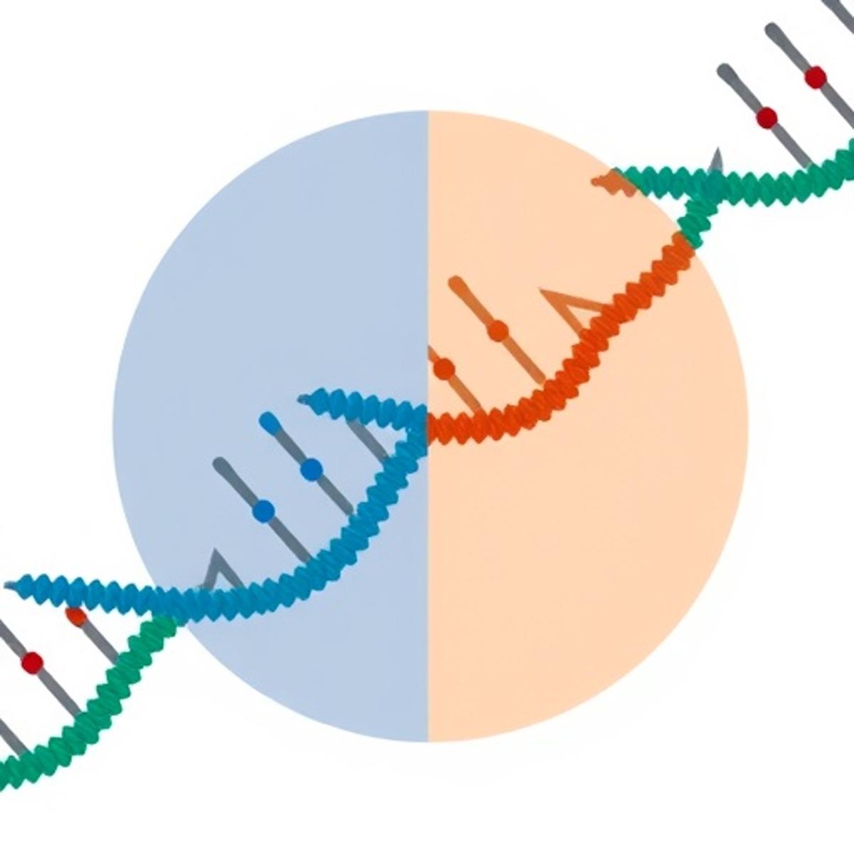 Programmable RNA Targeting via DNA-Guided CRISPR-Cas12a