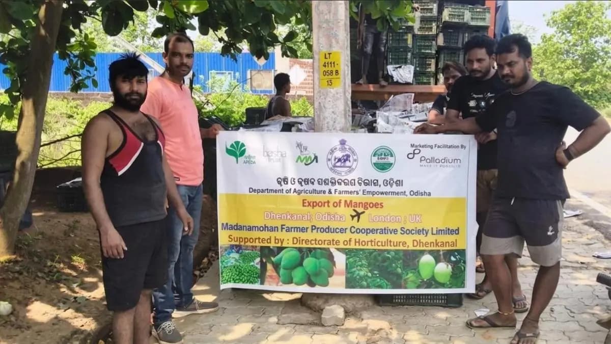 Odisha’s Dhenkanal Farmers Export 3 Tonne of Mango to London