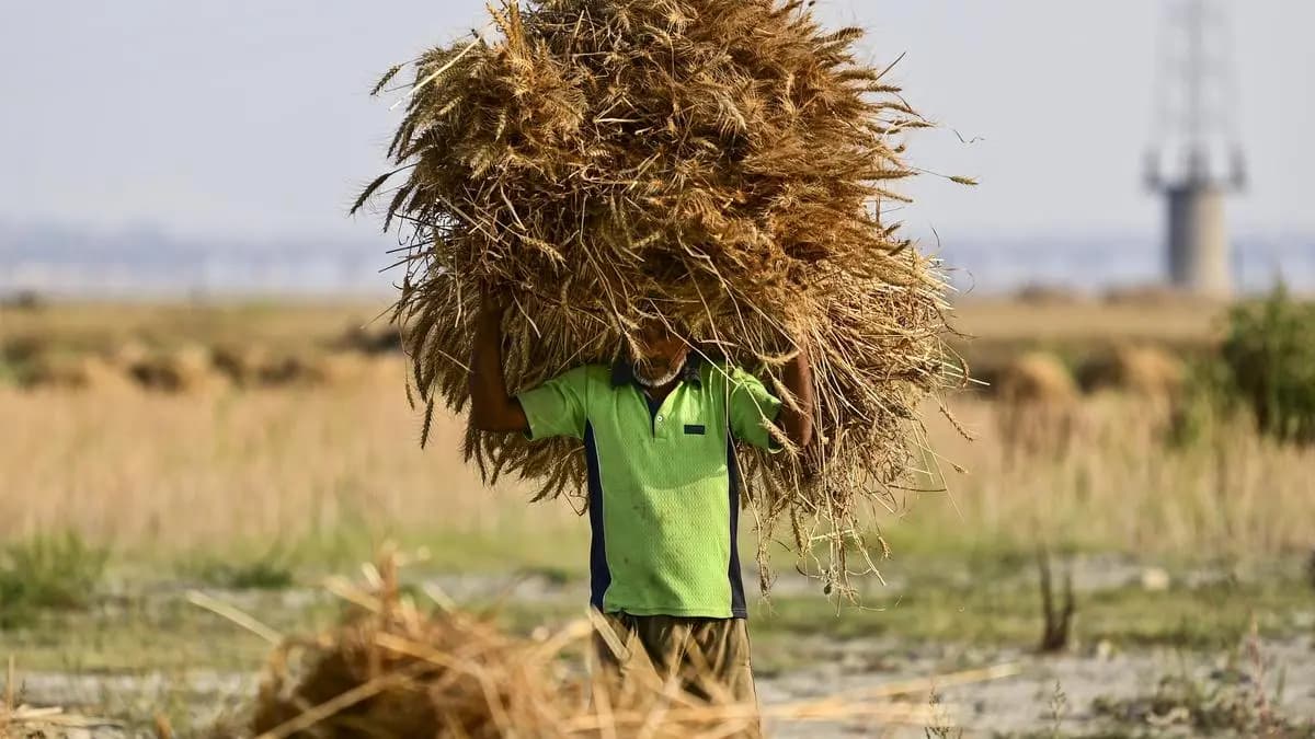 The Government Targets to Buy 303.36 Lakh Tonnes (Lt) of Wheat for the Central Pool Stock by June 30.