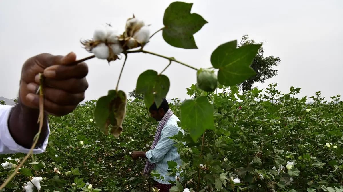 No Change in Bt Cottonseed MRP for 2026-27