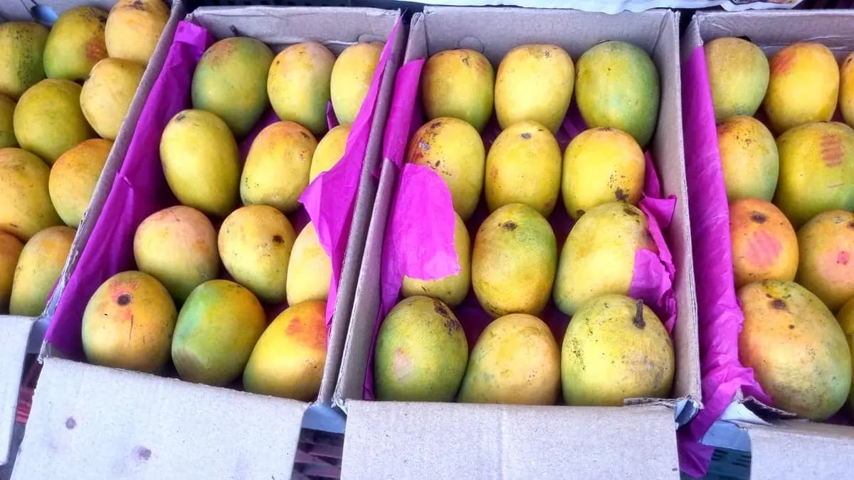 An Export Grid that Bears Fruit