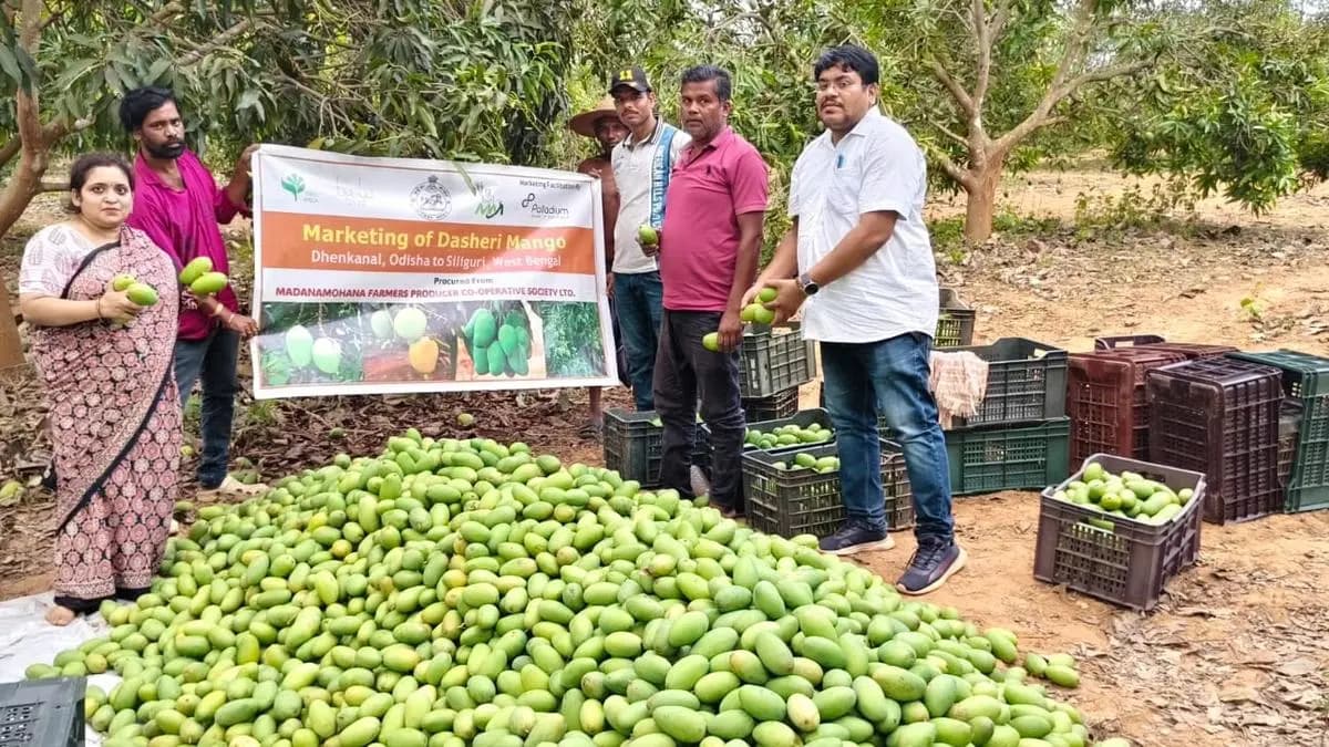 Odisha Kicks Off Mango Season with First Domestic Shipment