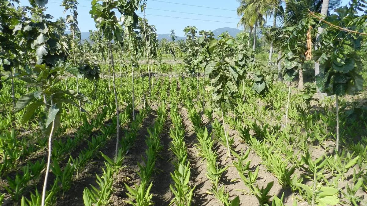 Why Agroforestry Is Key to India’s Twin Goals of Carbon Reduction and Farmer Income Growth
