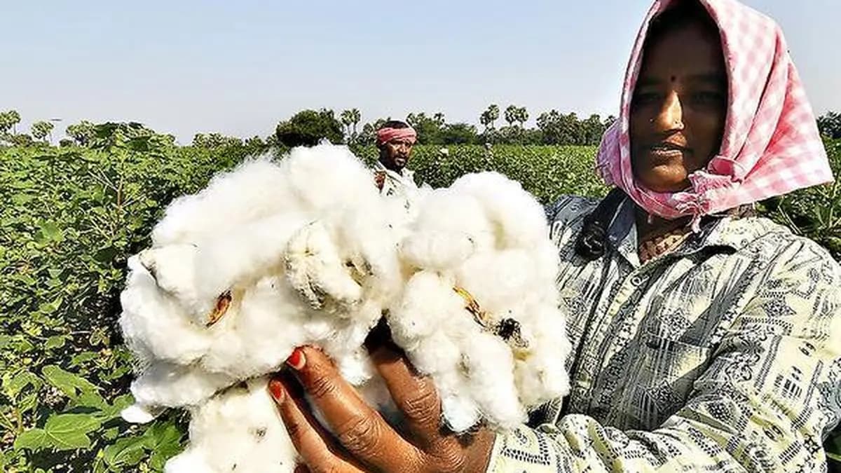 Cotton Prices Rise by 4% in Single Day in India