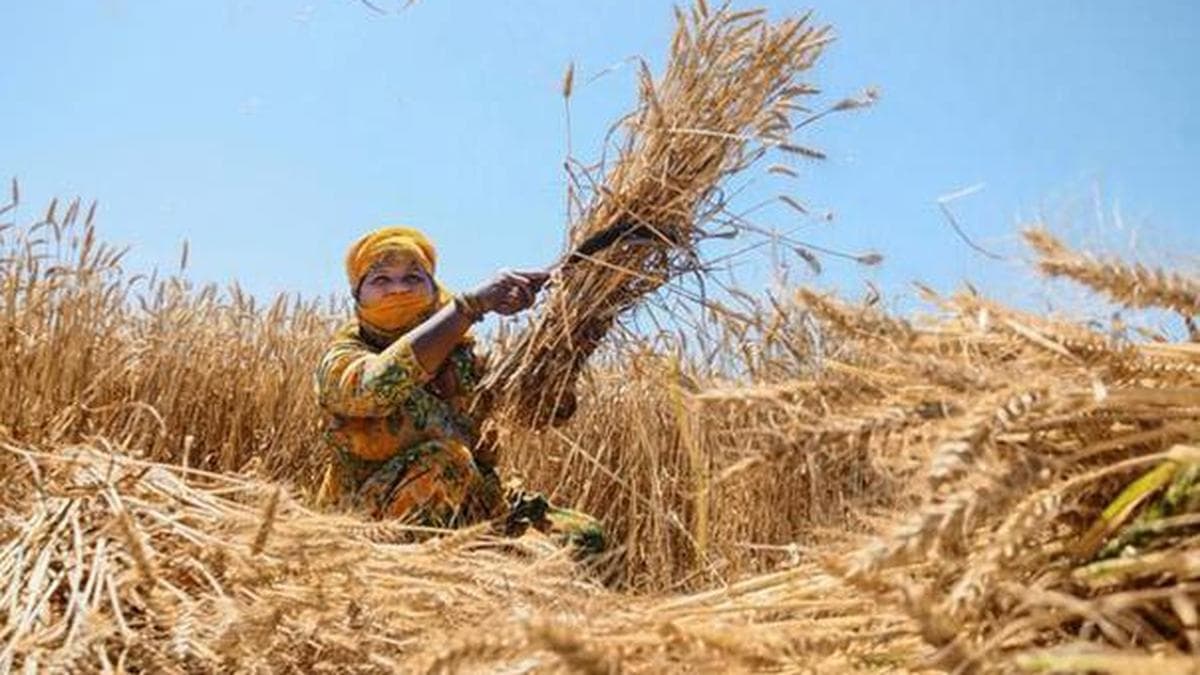 India’s Wheat Procurement Plummets 40% Due to Delayed Start in Madhya Pradesh