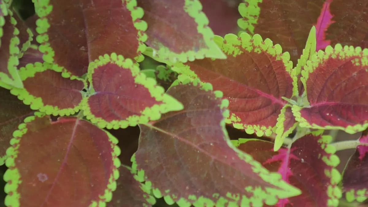 Agrizy Sets up New Lab to Develop Botanicals for Wellness Markets