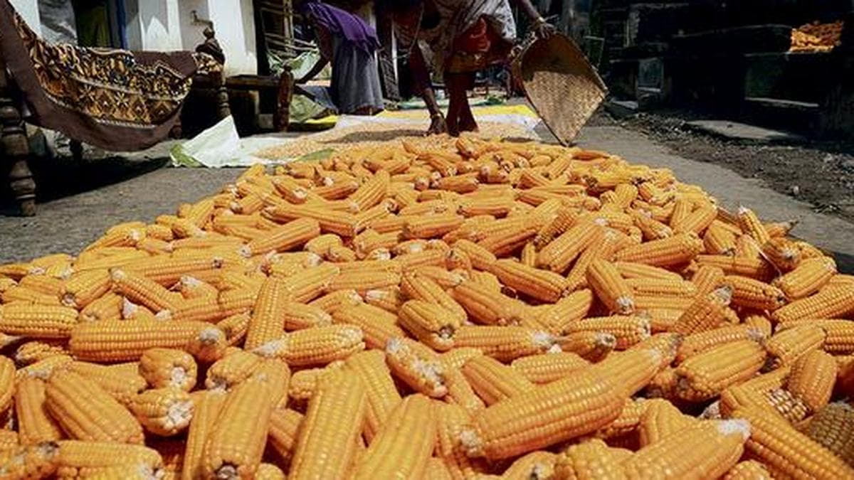 Telangana to Procure 15 Lakh Tonne of Maize