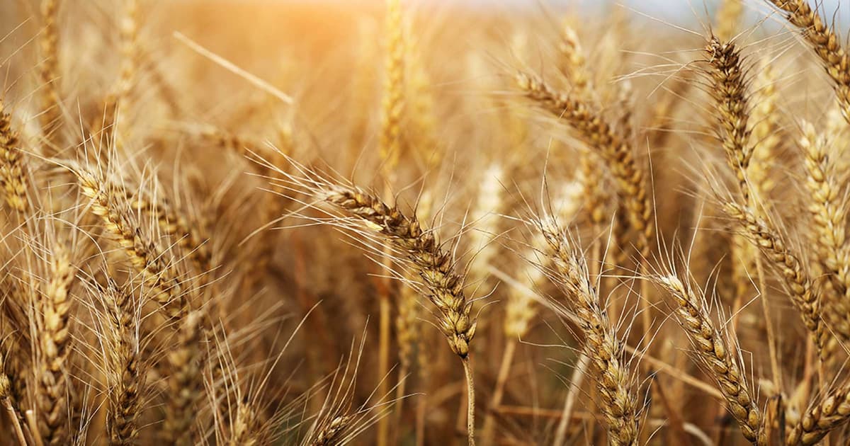 Grains Report 03/09/2026