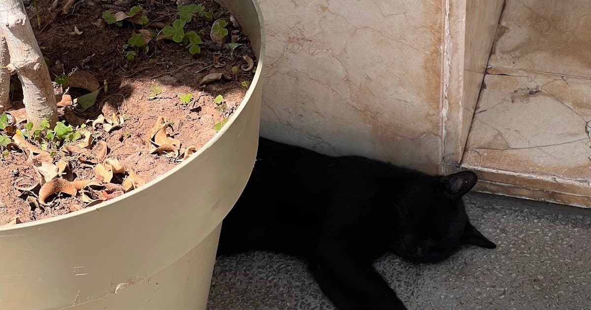 Never Too Late: If You Missed the IPKat Last Week!