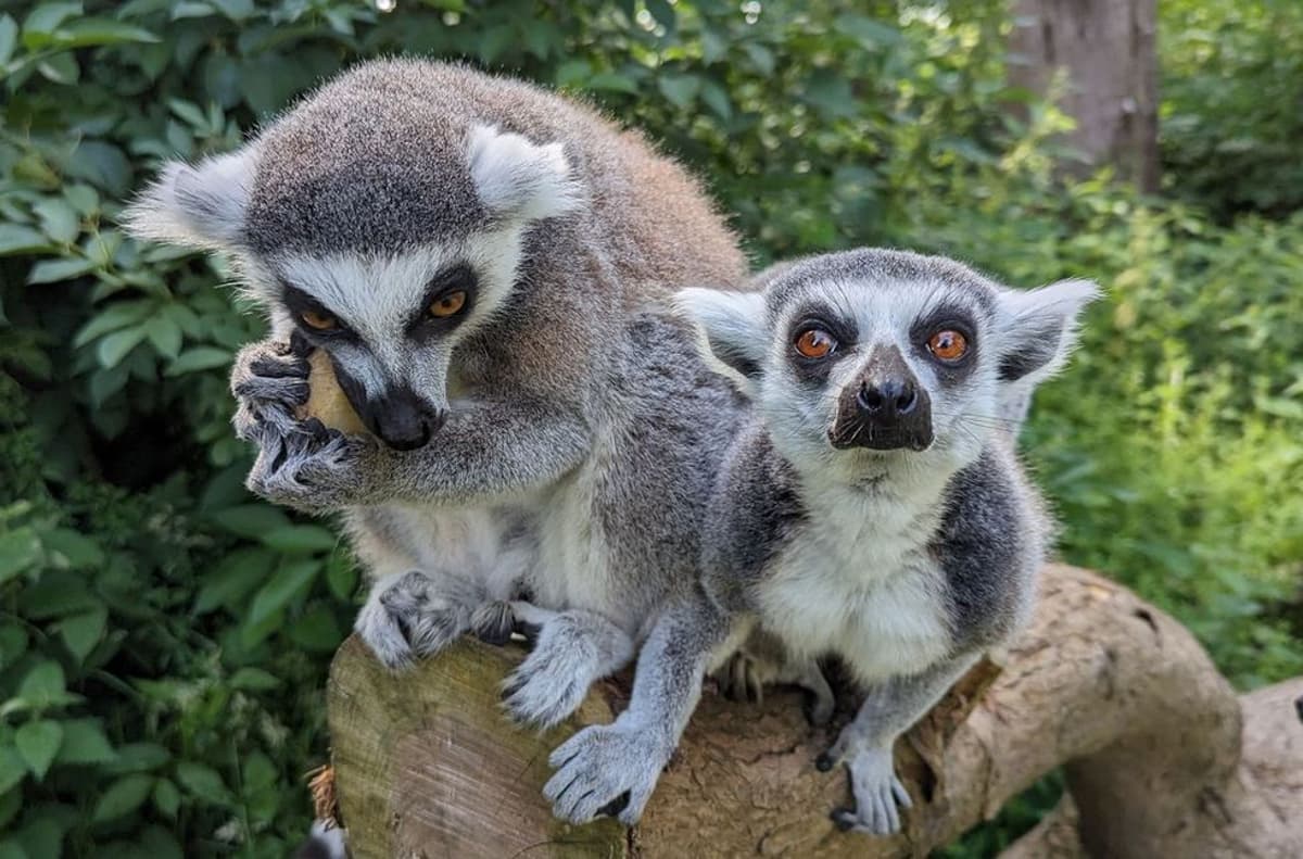 Zoo Visits Can Improve Wellbeing, Says Blackpool Zoo Research
