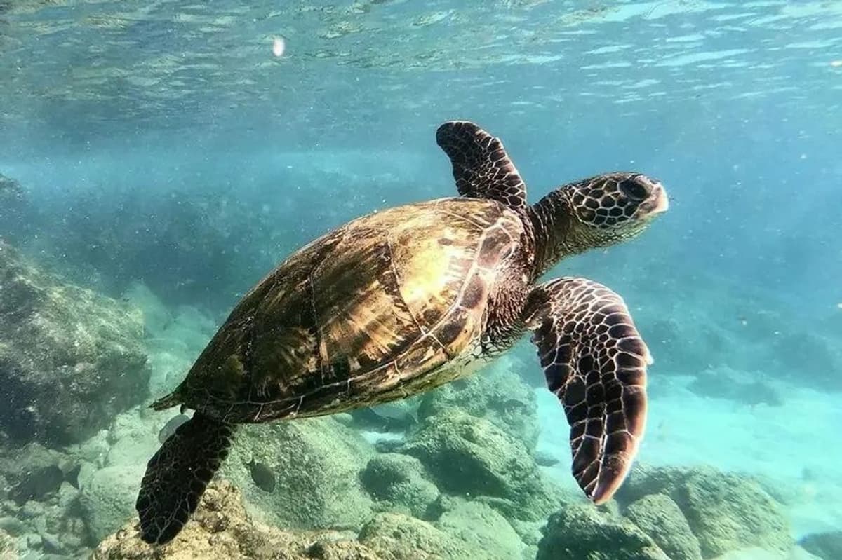 Miral Launches AI-Driven Conservation Initiatives Across Abu Dhabi