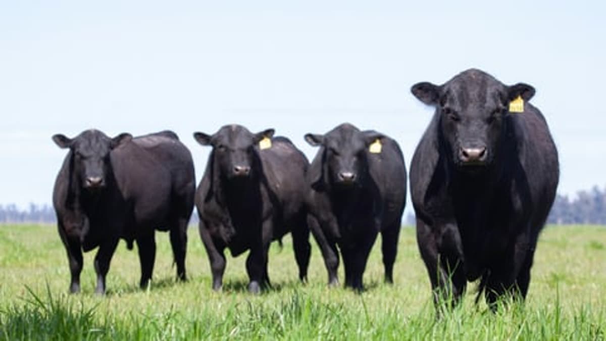 Beef Farmers Say Their Questions About New Trade Talks Fall on Deaf Ears