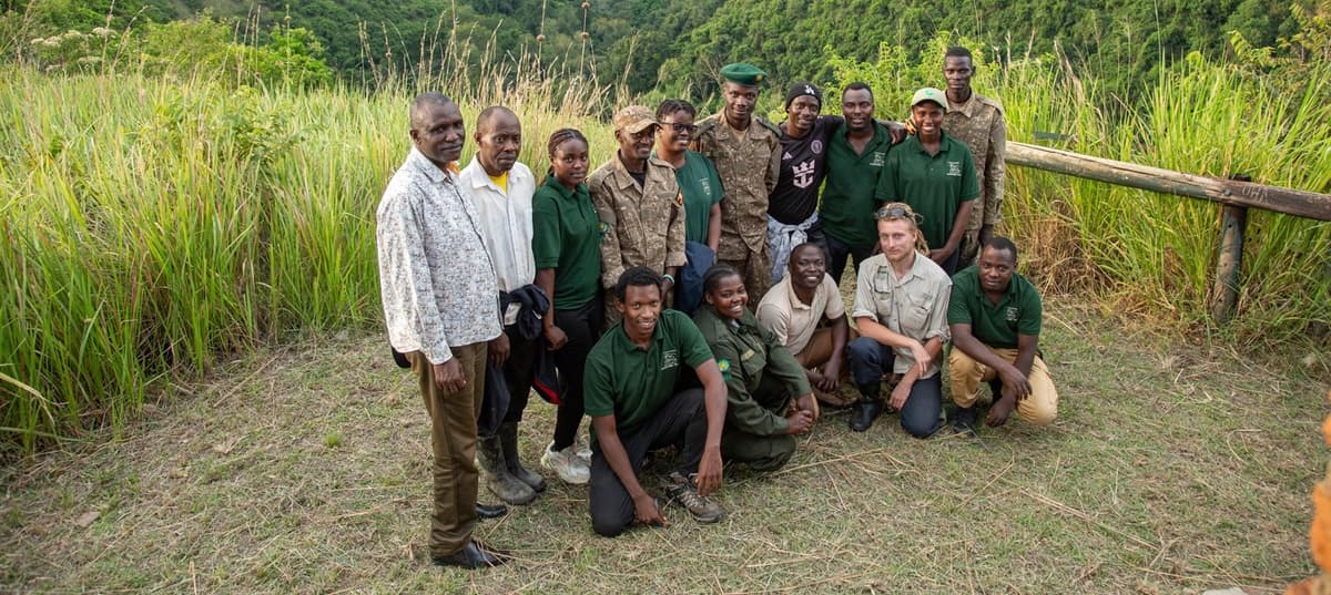Volcanoes Safaris Partnership Trust Launches Kyambura Chimpanzee Monitoring Project in Partnership with Uganda Wildlife Authority