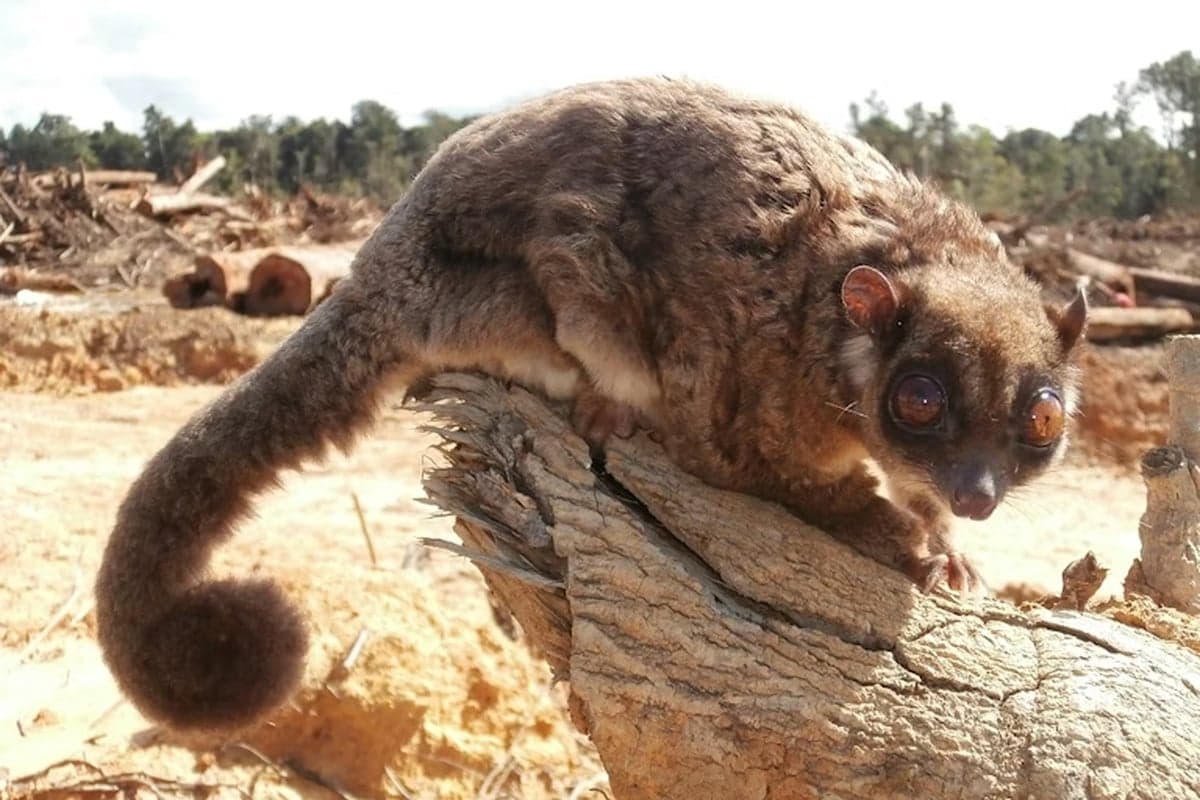 Heritage Expeditions Plays Crucial Role in Professor Tim Flannery’s Rediscovery of a Marsupial Extinct for 6,000 Years