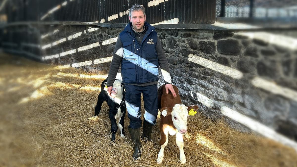 How This Offaly Farmer Fits Herefords Into His Dairy-Beef System