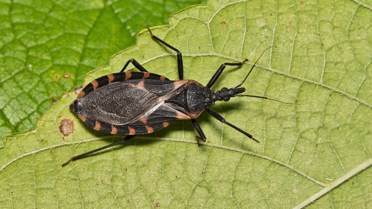 ‘Kissing Bugs’ Bite Can Cause Heart Disease. Here’s What Hikers Need to Know.