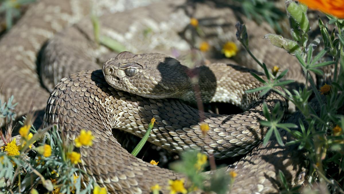Why Are Rattlesnakes Biting So Many Hikers This Spring? Here’s What a Scientist Says.