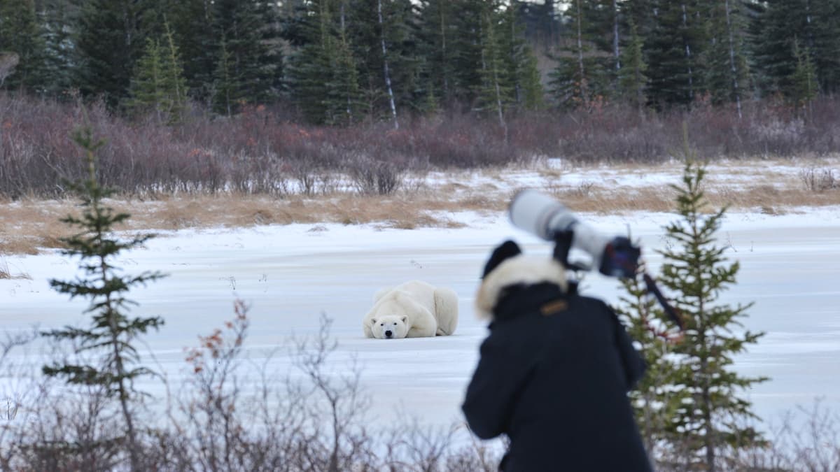 Want to Hike with Polar Bears? These Guides Will Lead the Way.