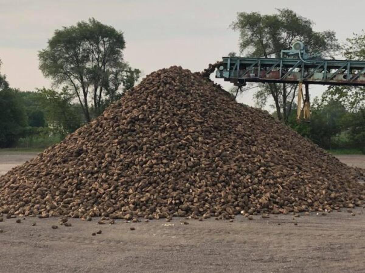 U.S. Sugar Producers Close to Collapse as Alliance Calls for Higher Tariffs on Imports