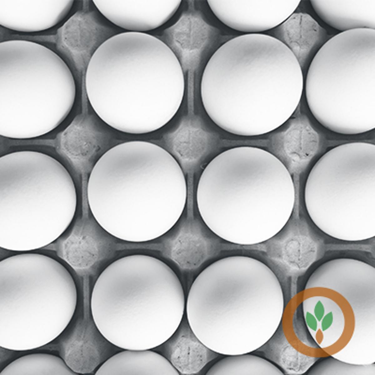 USDA Reports Good Start to Egg Production in 2026