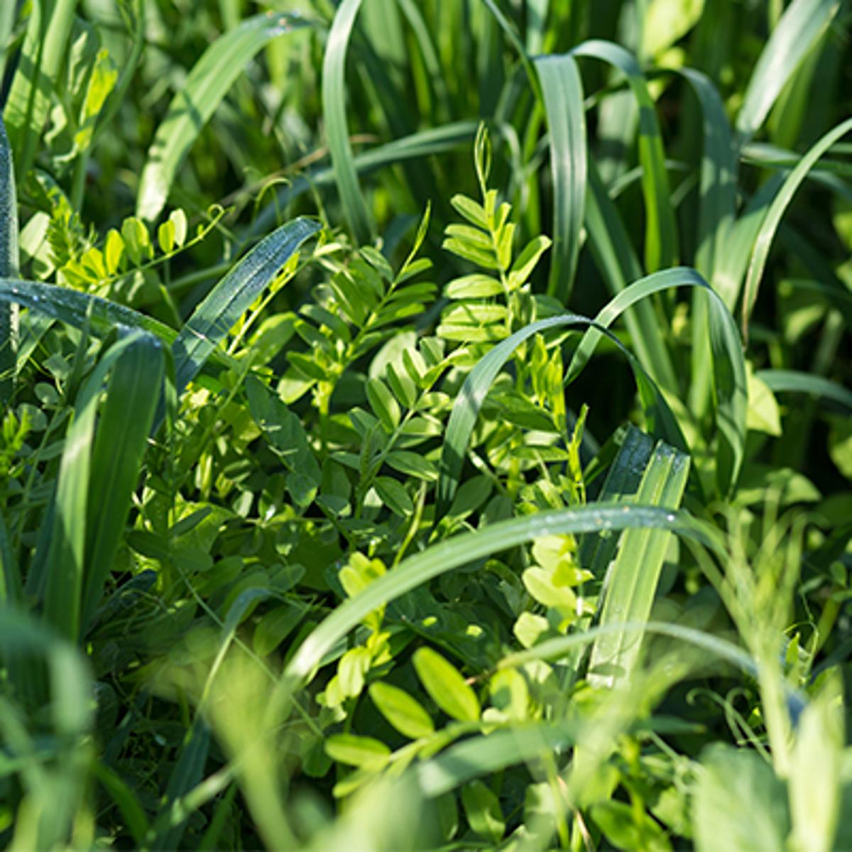 Higher Diesel, Seed Prices May Temper Cover Crop Interest
