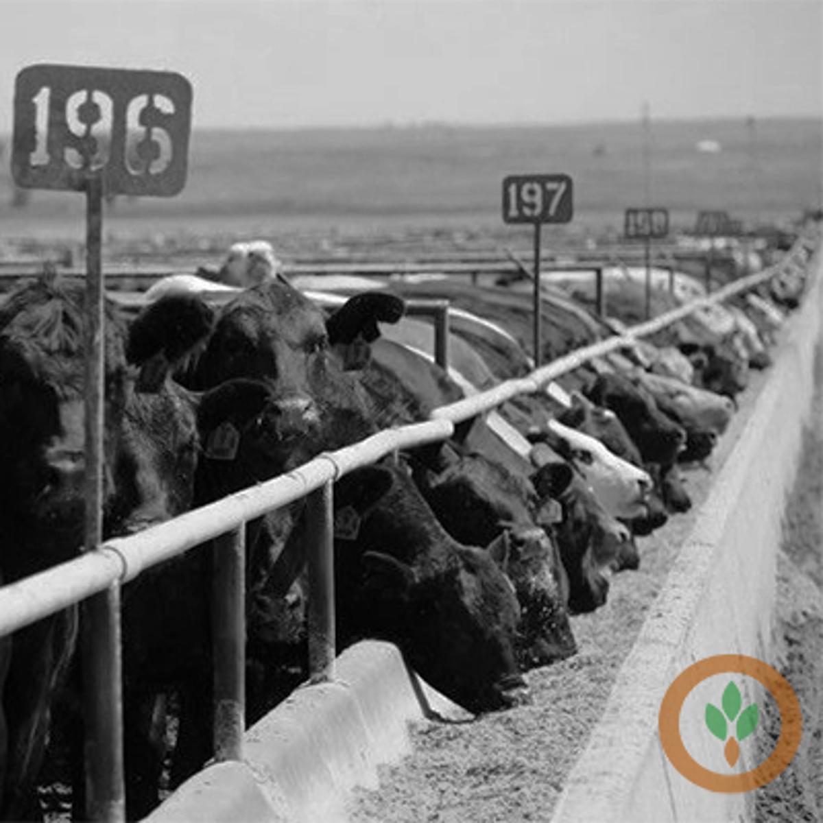 Tight Cattle Supplies Could Continue to Support Prices