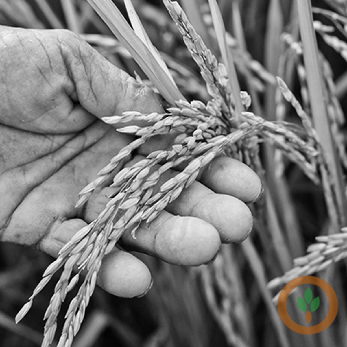 Eastern Arkansas Faces Sharp Decline in Rice Plantings