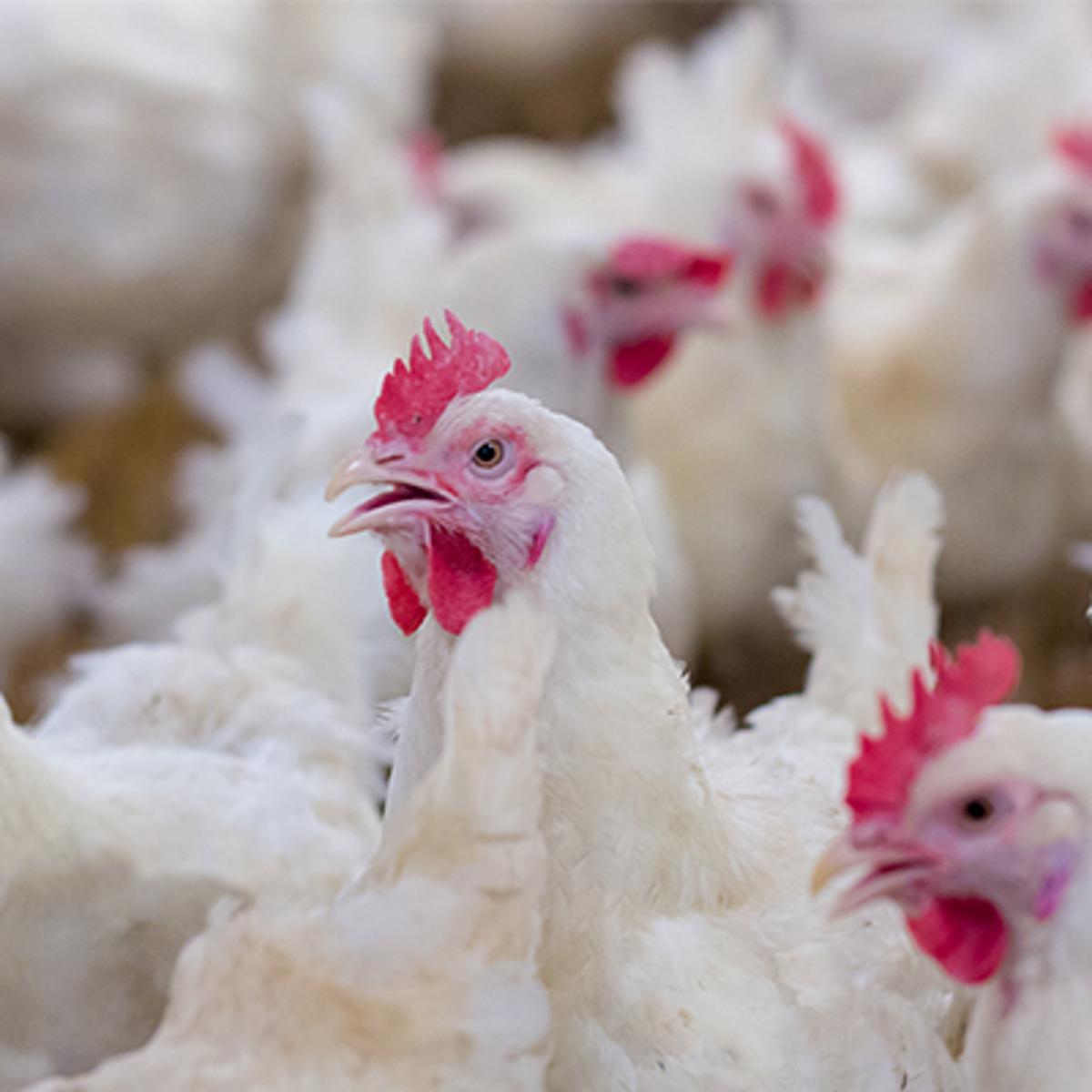 U.S. Poultry Production Falls to Start 2026