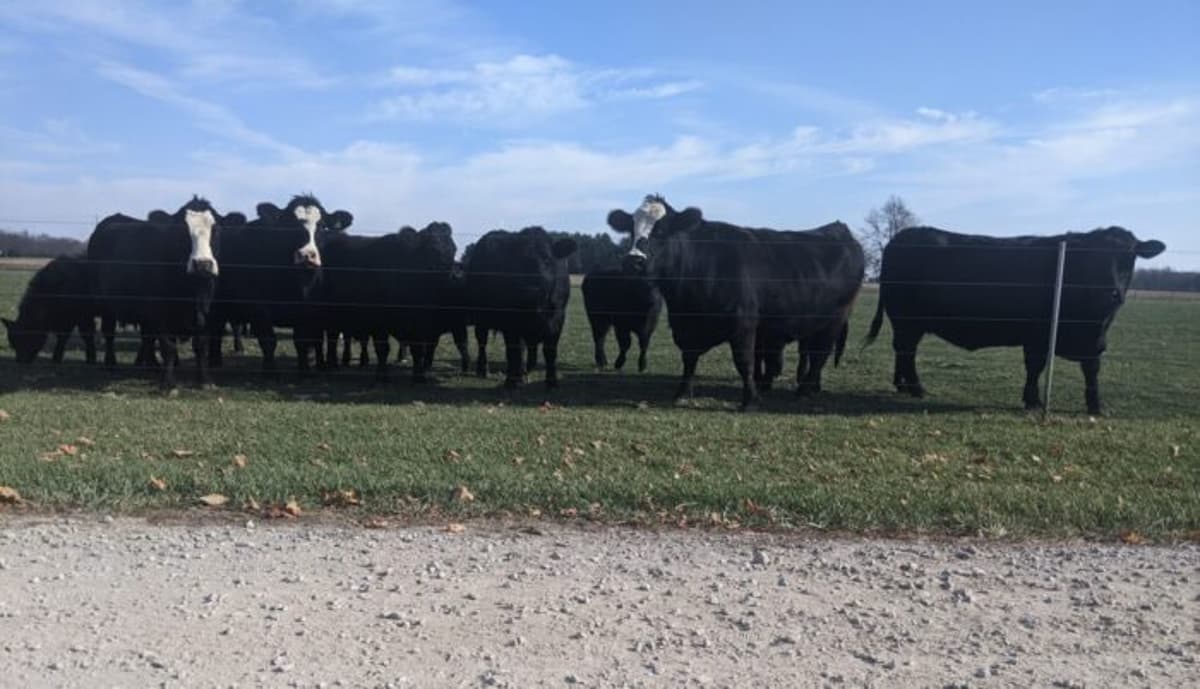Livestock Risk Protection Updates Give Farmers More Tools to Hedge Record Cattle Prices