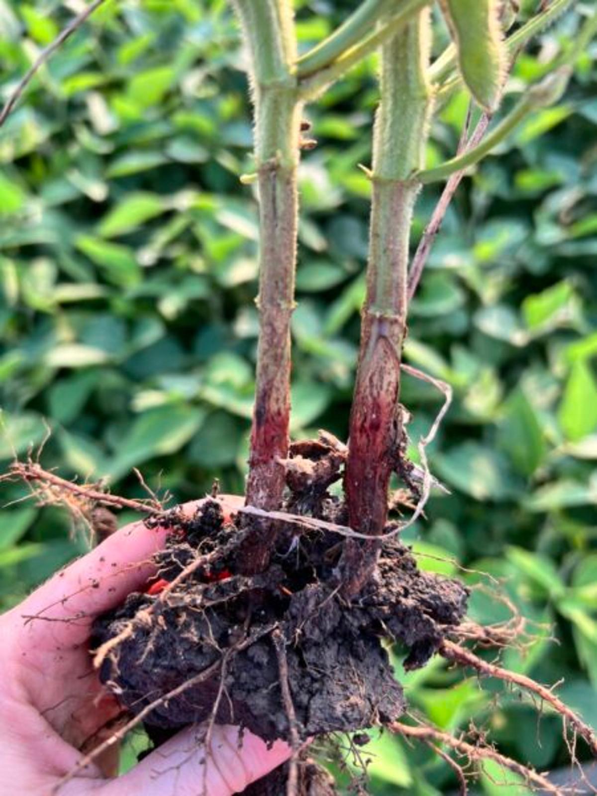 Red Crown Rot Another Challenge for Central Illinois Farmer