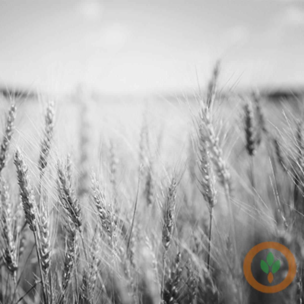 South Dakota Winter Wheat “Dicey” After Late-April Freeze