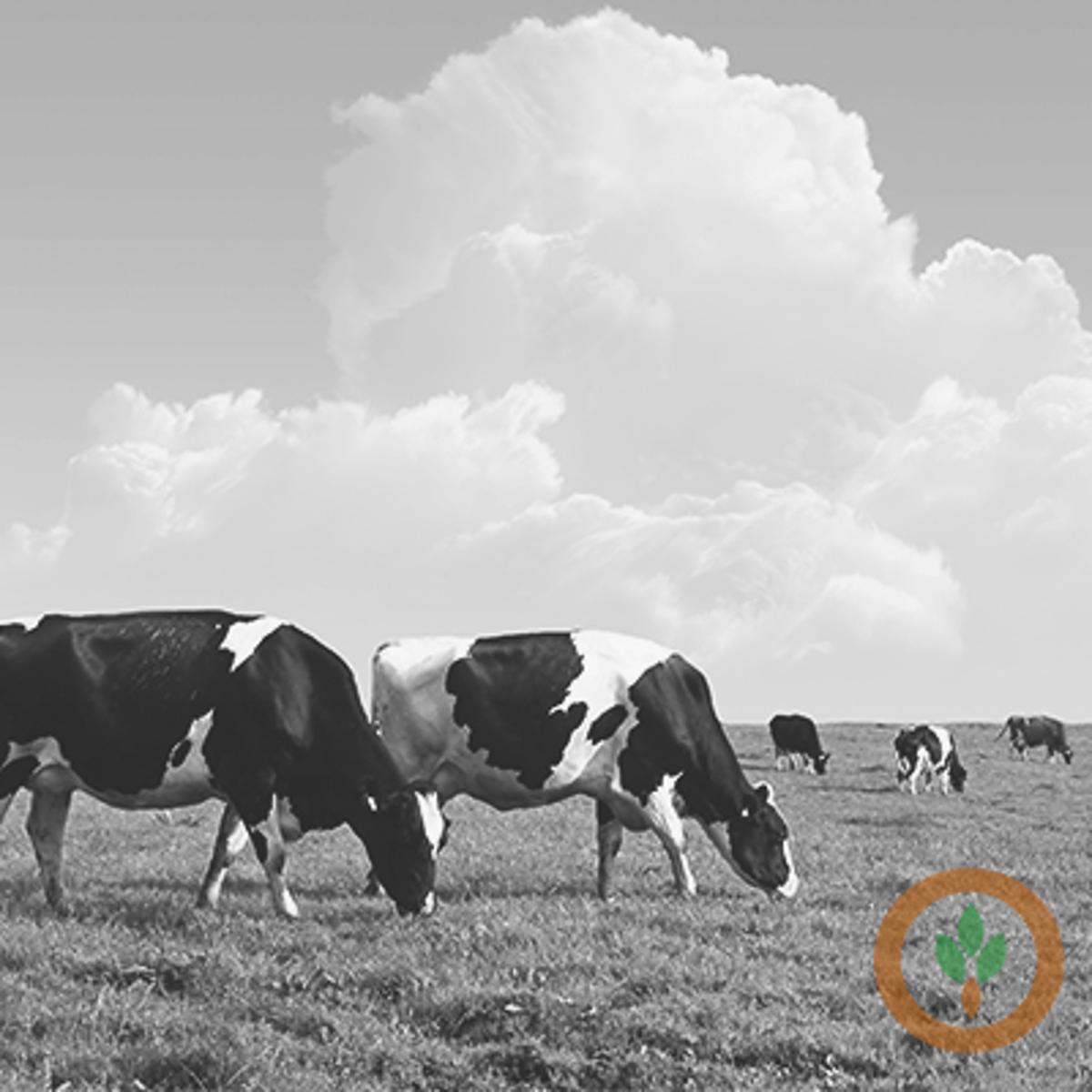 CME Cash Dairy Prices Mixed