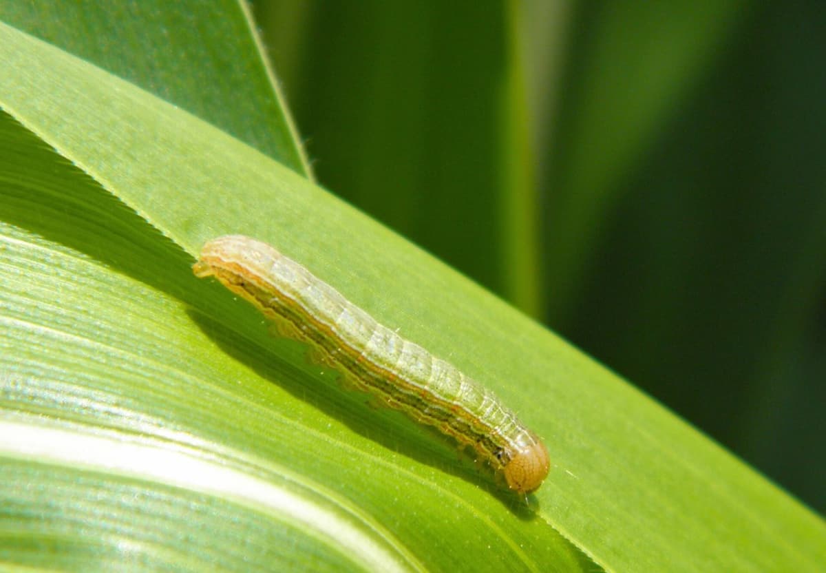 Armyworm Moths Already Plentiful